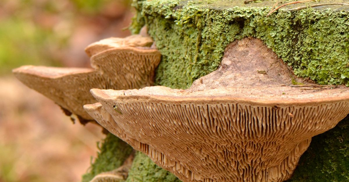 Picture of mushrooms growing on an old tree stump: https://commons.wikimedia.org/wiki/File:Daedalea_quercina_-_Eichen-Wirrling_-_oak_mazegill_-_maze-gill_fungus_-_d%C3%A9dal%C3%A9e_du_ch%C3%AAne_-_08.jpg